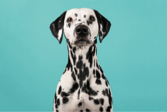 Image d'un dalmatien